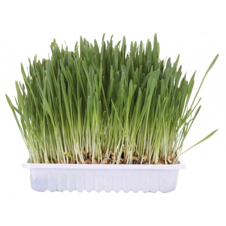 Herbe à chat - Digestion