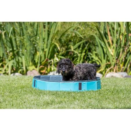 Piscine pour chien