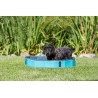 Piscine pour chien