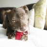 2 kong dental stick 2 kong dental stick