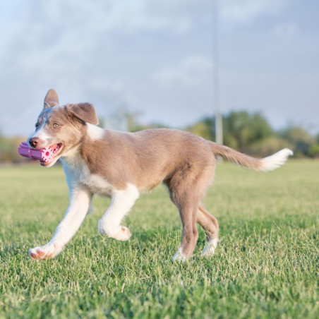 2 Kong puppy stick