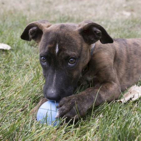 2 Kong Puppy Ball