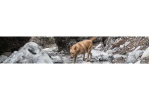 Croquettes Acana chien - Huberland