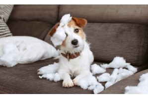 Saniterpen, désinfectant-répulsif- Huberland